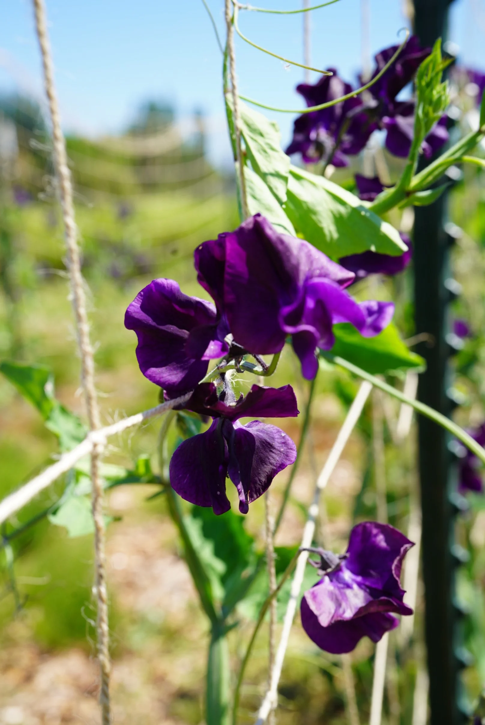 Sweet Pea Strawberry Fields — Songbird Seed Co.
